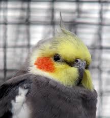 smart cockatiel