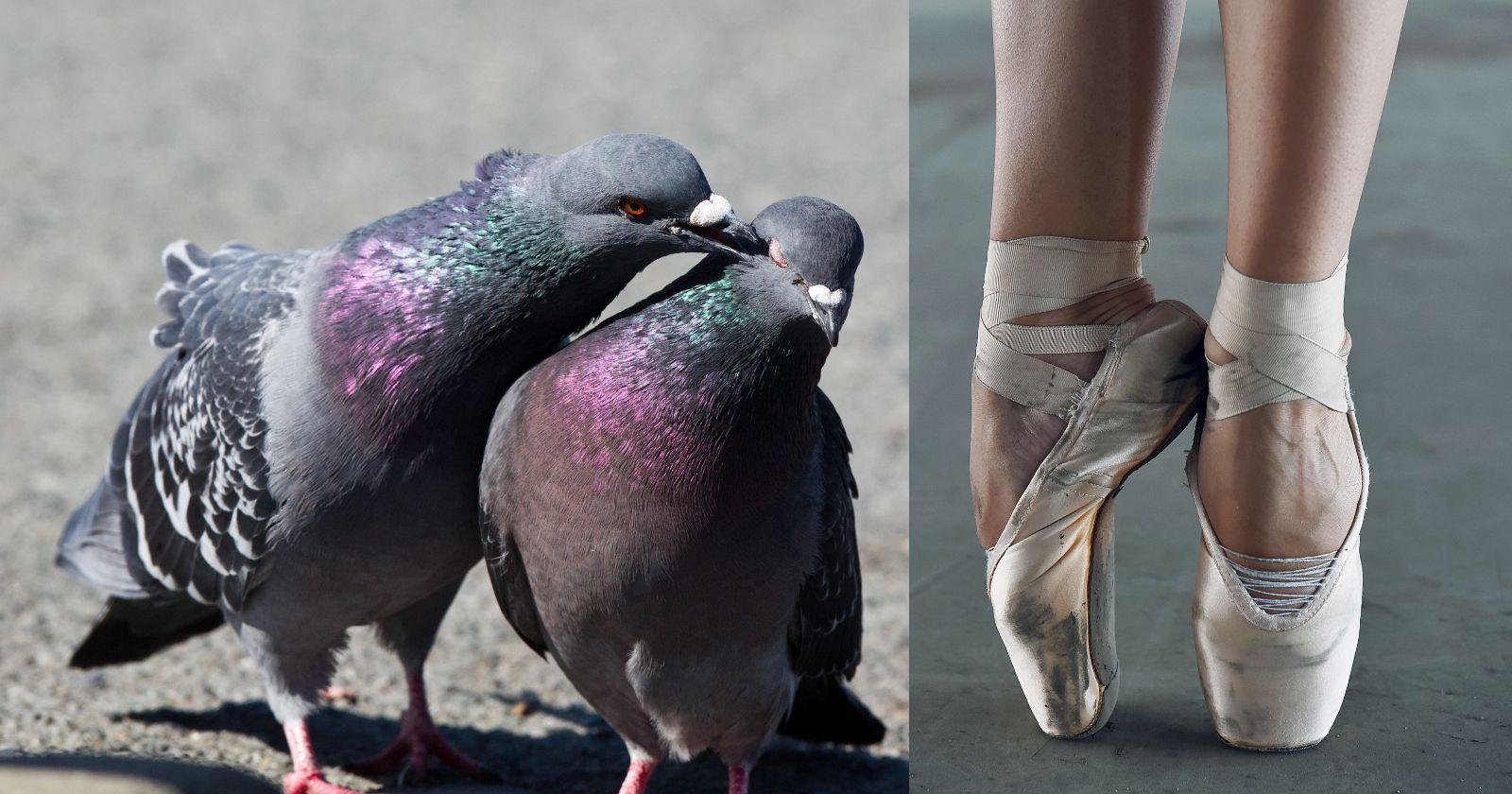 two pigeons ballet