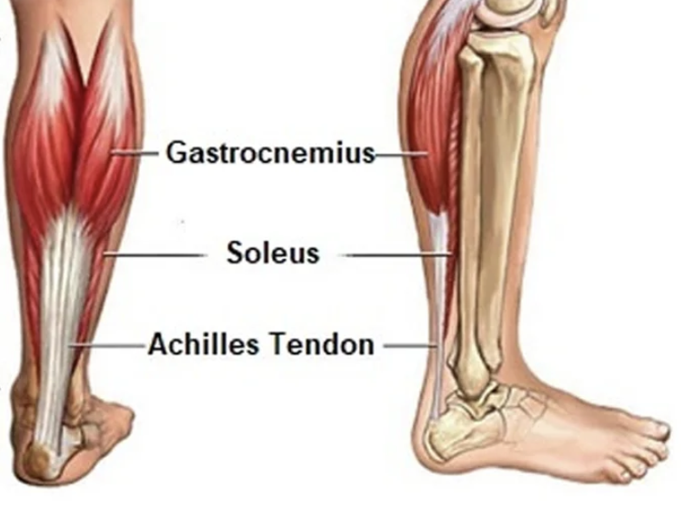 calf and ankle flexibility